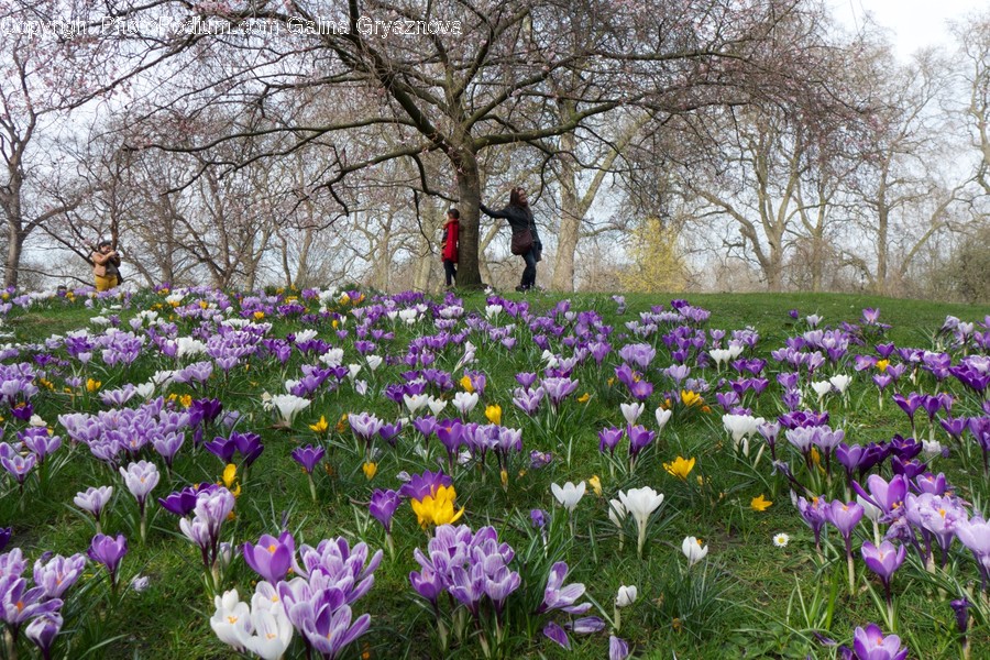 Blossom, Crocus, Flora, Flower, Plant