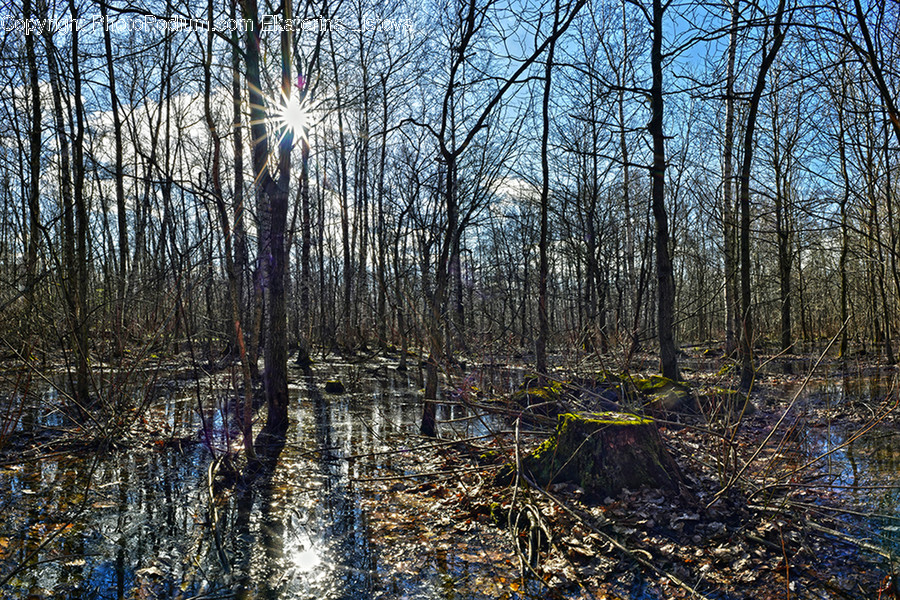 Land, Marsh, Outdoors, Swamp, Water