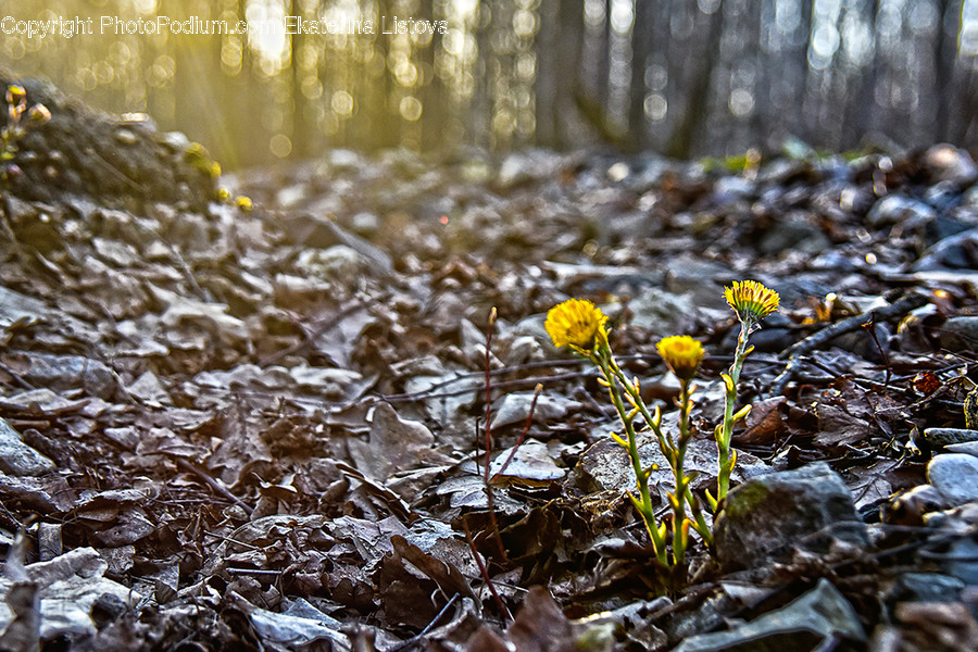 Asteraceae, Blossom, Flora, Flower, Plant