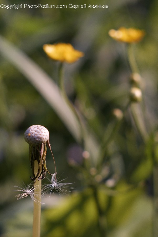 Flora, Plant, Agaric, Amanita, Fungus