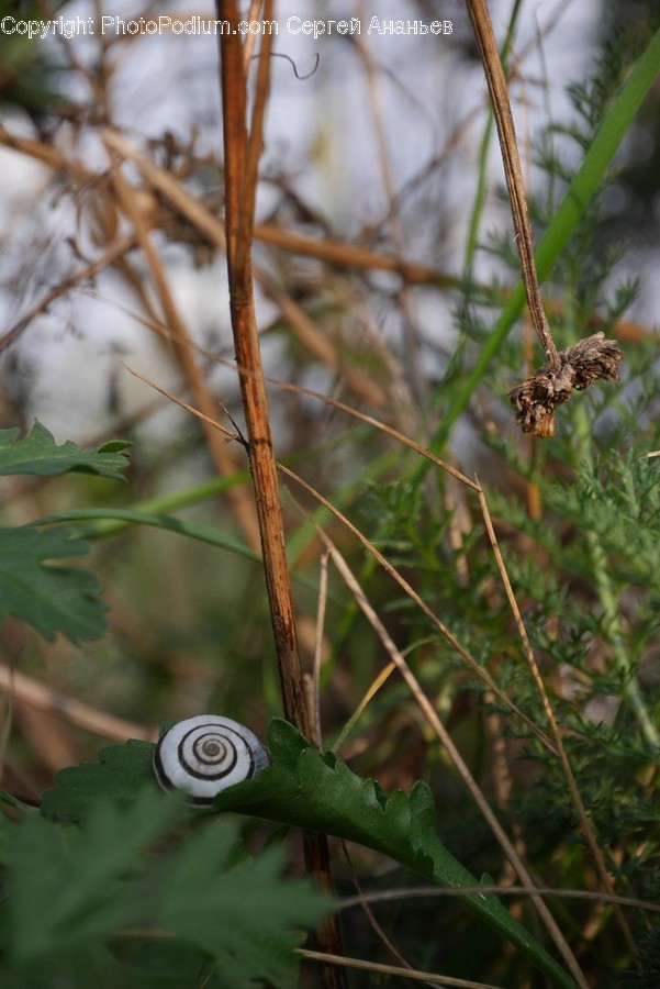 Flora, Plant, Grass, Outdoors, Conifer