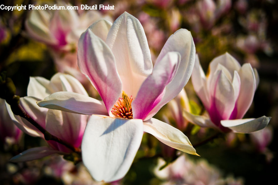 People, Person, Human, Blossom, Crocus, Flora, Flower