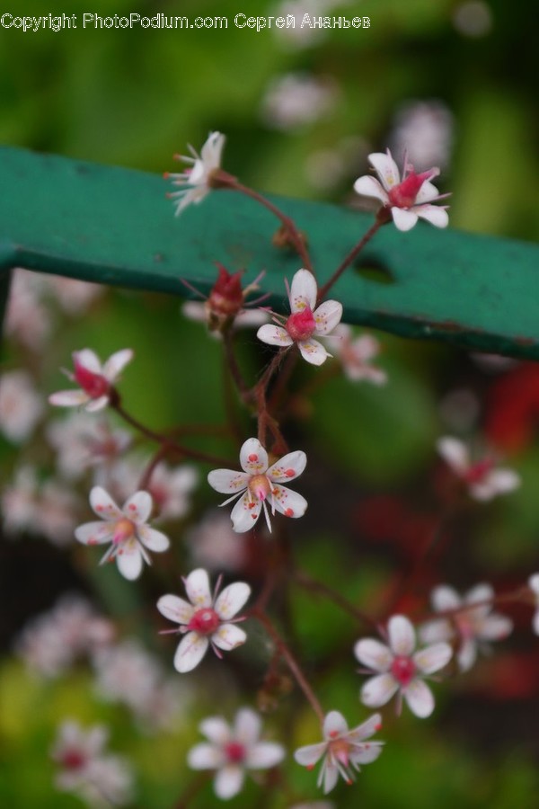 Blossom, Flora, Flower, Plant, Cherry Blossom