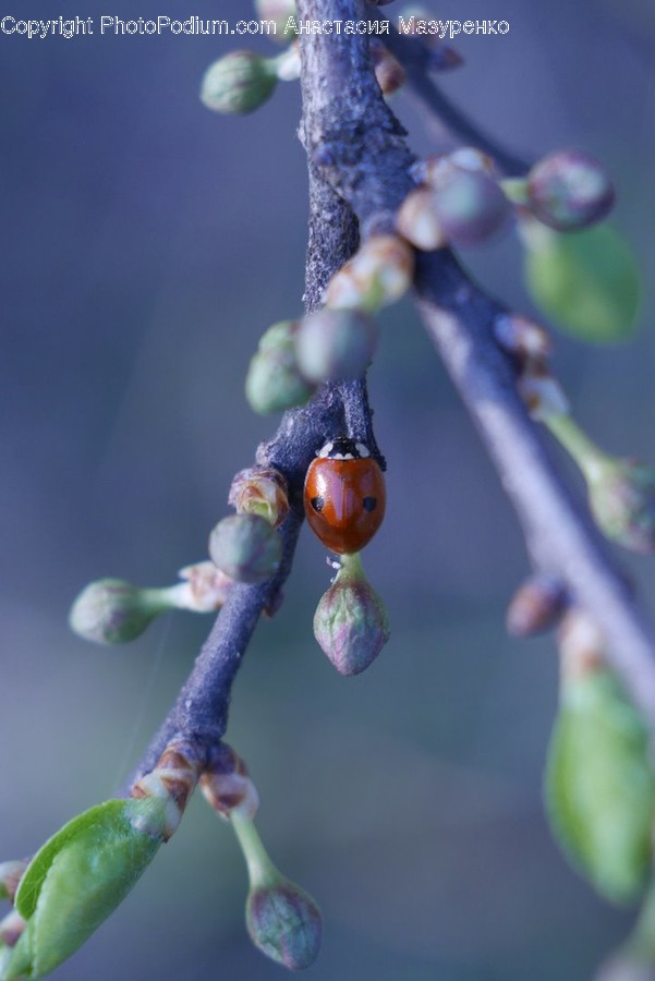 Blossom, Bud, Flora, Flower, Plant