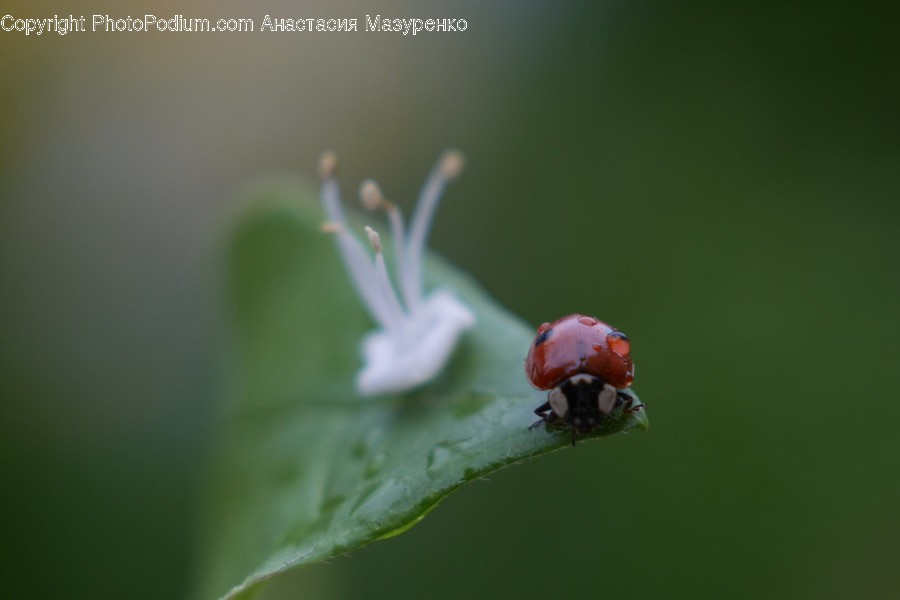 Animal, Insect, Invertebrate, Blossom, Flora