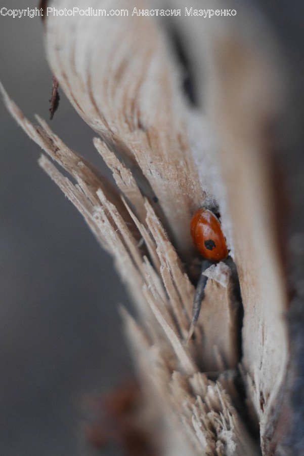 Animal, Arachnid, Black Widow, Insect, Invertebrate