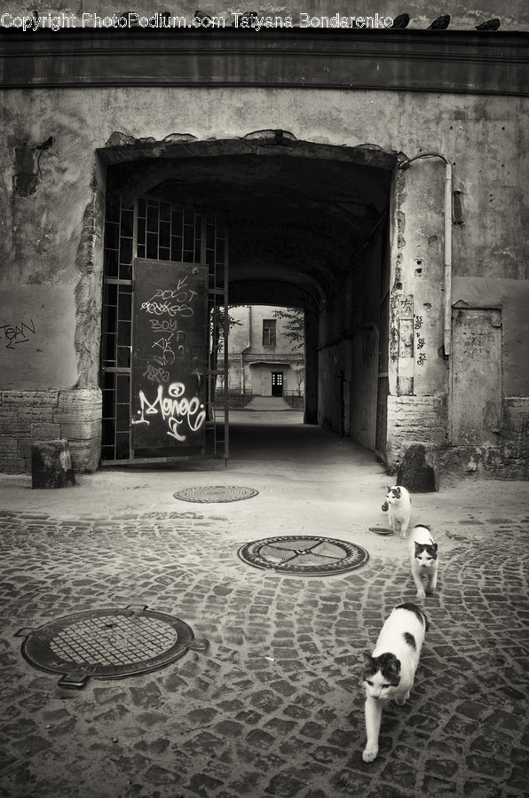 Brick, Animal, Alley, Alleyway, Building