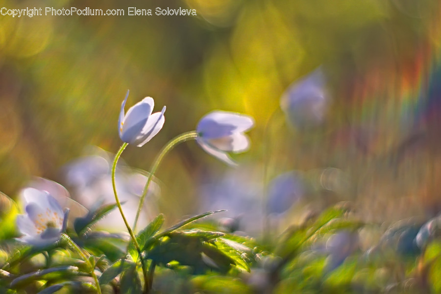 Blossom, Flax, Flora, Flower, Plant