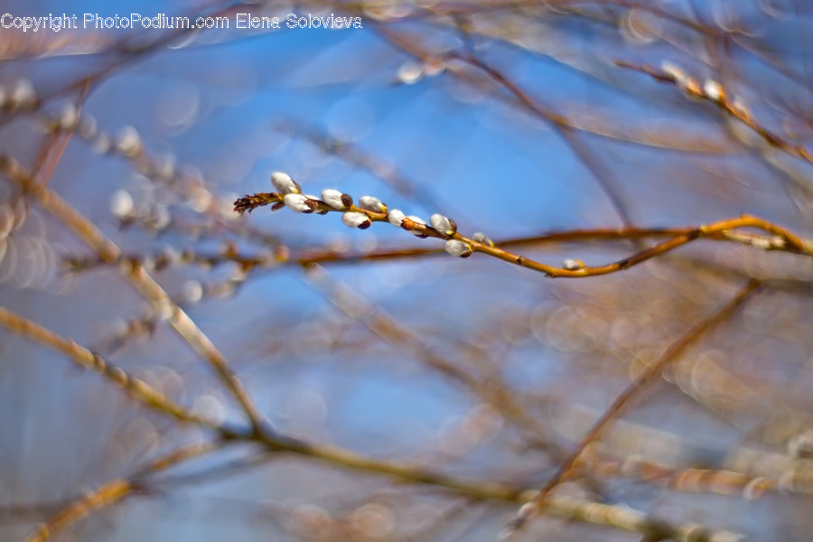 Blossom, Bud, Flora, Flower, Plant