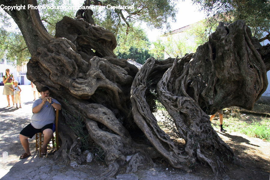 People, Person, Human, Tree Trunk, Oak, Tree, Wood
