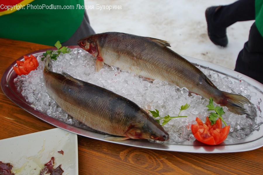 Animal, Fish, Herring, Sardine, Sea Life
