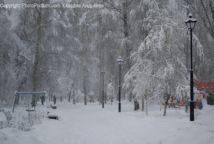 Outdoors, Snow, Flora, Plant, Tree