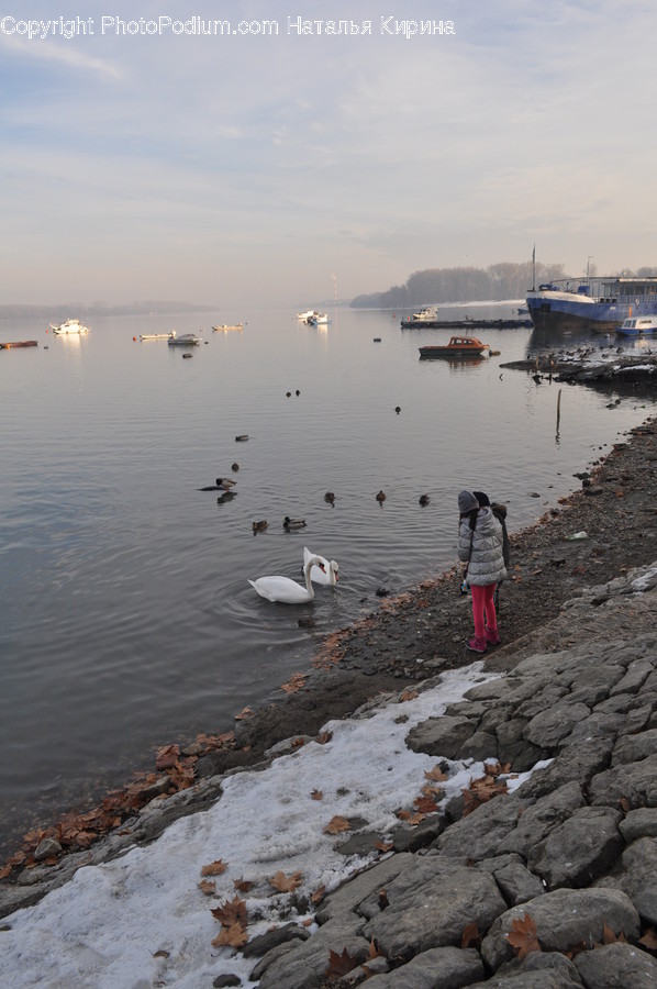 Animal, Bird, Swan, Waterfowl, Coast