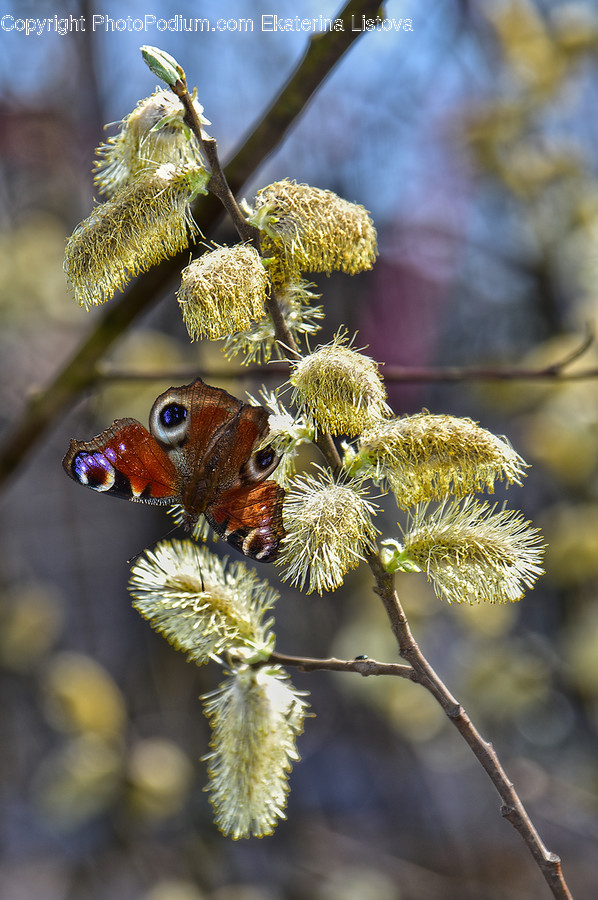 Animal, Insect, Invertebrate, Butterfly, Bee