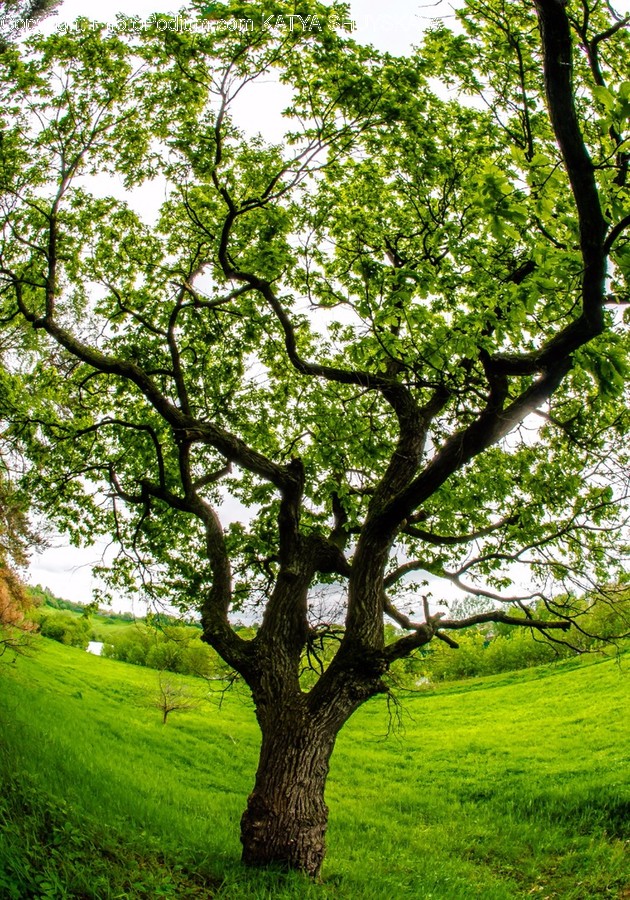 Flora, Oak, Plant, Tree, Conifer