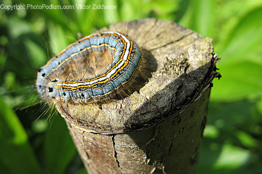 Animal, Butterfly, Insect, Invertebrate, Box Turtle