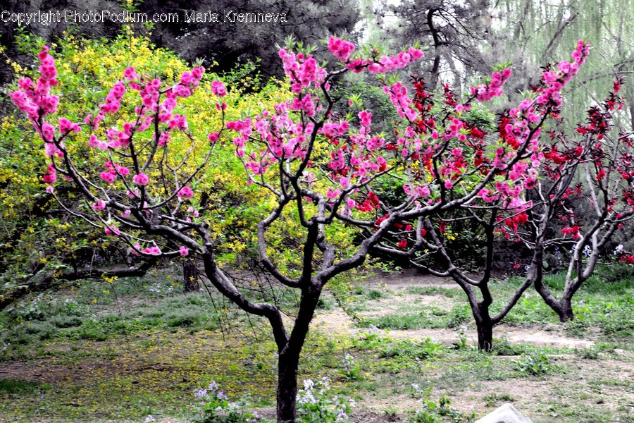 Blossom, Flora, Flower, Plant, Tree