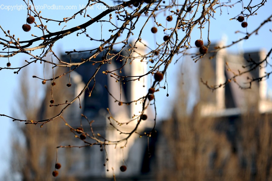Birch, Flora, Plant, Tree, Blossom
