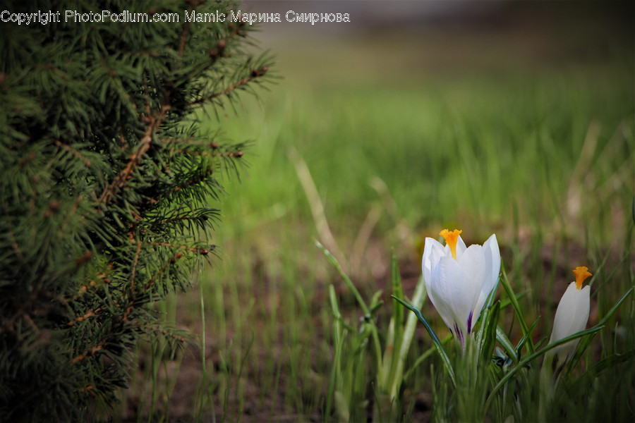 Blossom, Crocus, Flora, Flower, Plant
