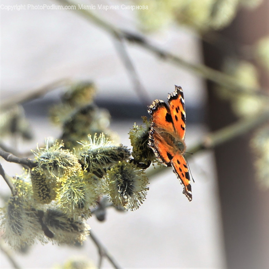 Animal, Butterfly, Insect, Invertebrate, Apidae