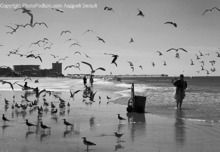 Dock, Pier, Animal, Flock, Water
