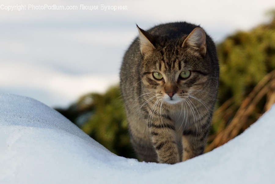 Animal, Cat, Mammal, Pet, Abyssinian