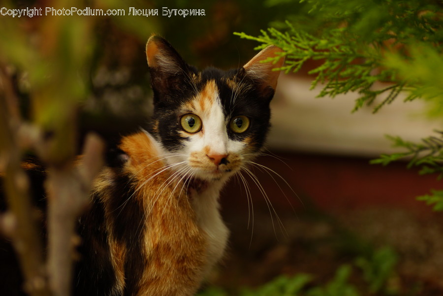 Flora, Jar, Plant, Potted Plant, Pottery
