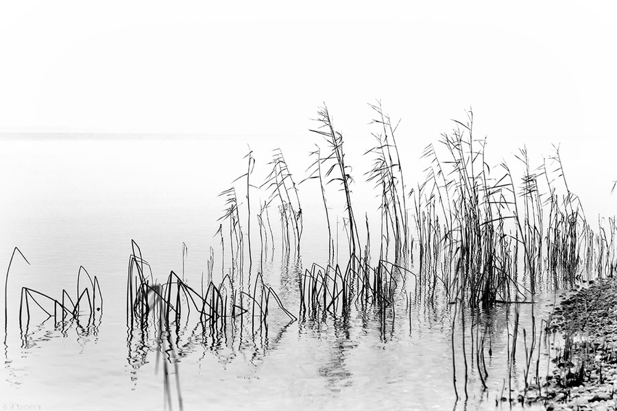 Art, Drawing, Sketch, Flora, Grass
