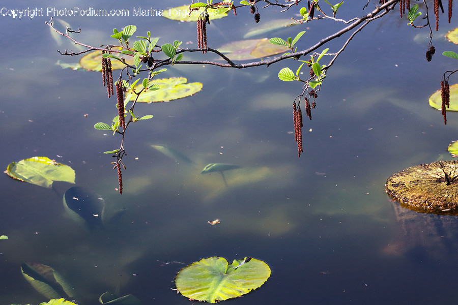 Blossom, Flora, Flower, Lily, Plant