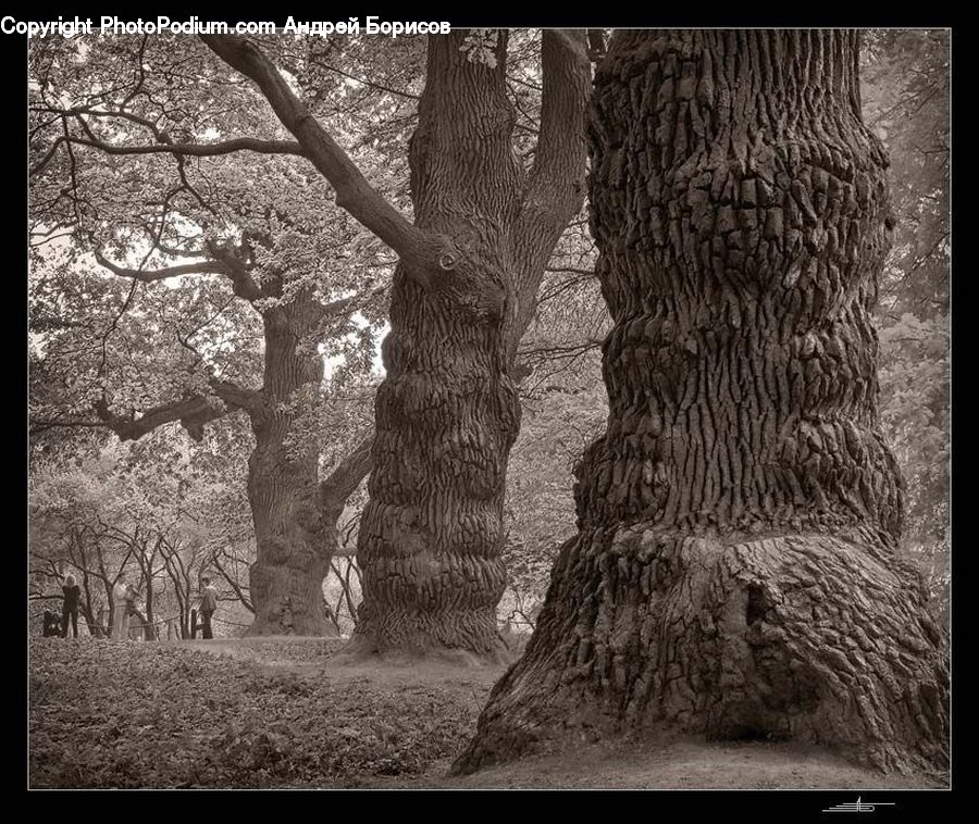 Oak, Tree, Wood, Plant, Forest, Vegetation, Brick