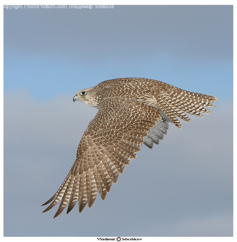 Animal, Bird, Hawk, Buzzard, Flicker Bird