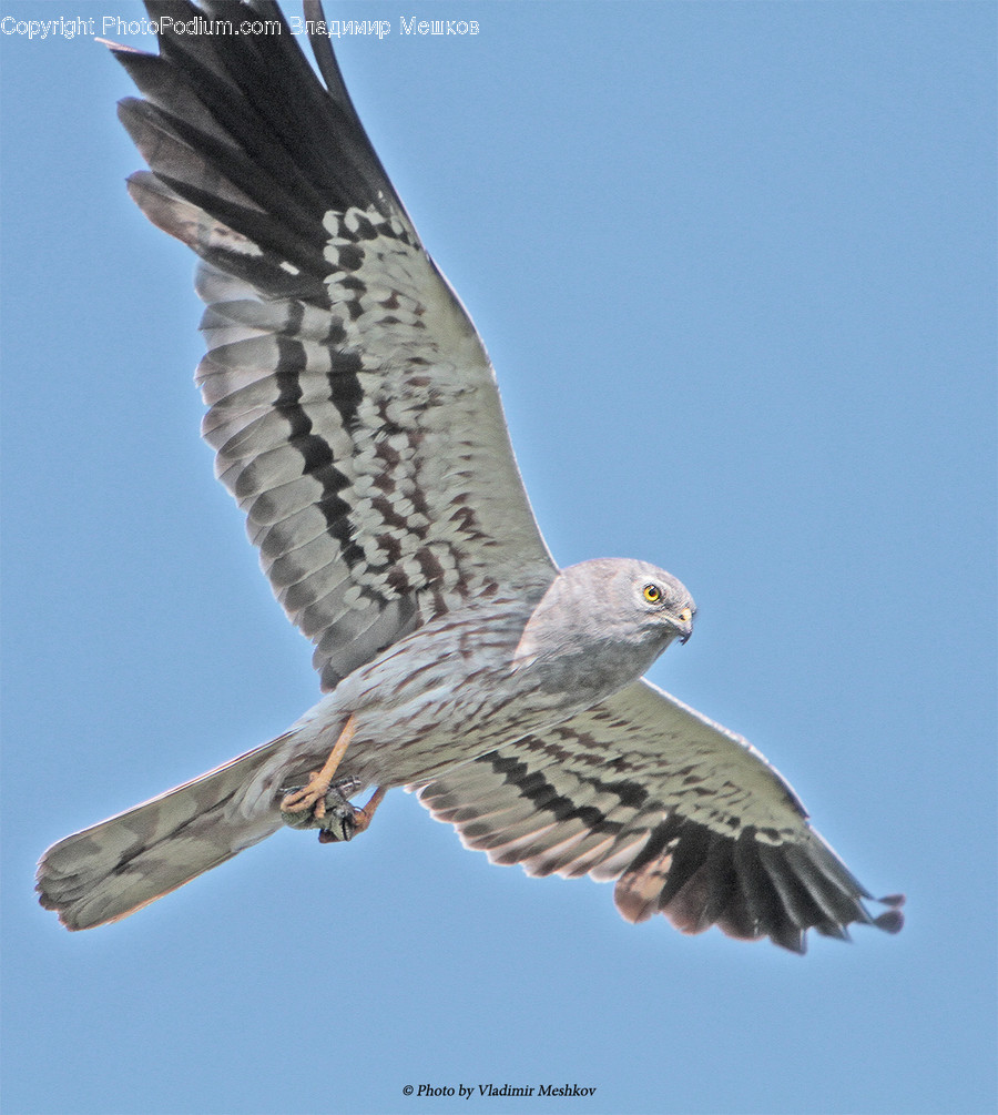 Animal, Bird, Buzzard, Hawk, Dove