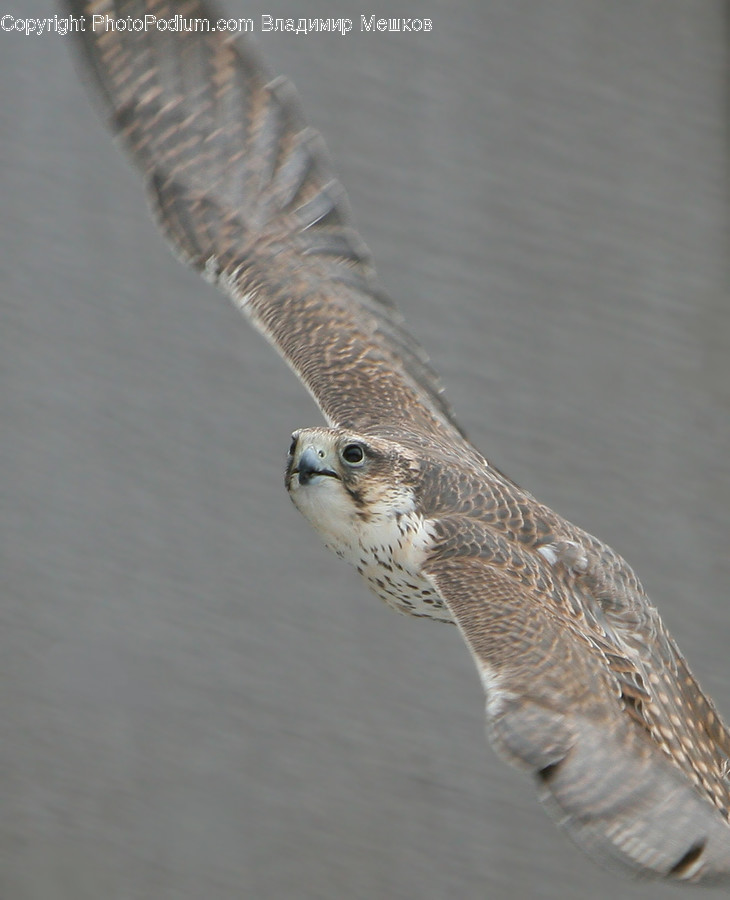 Animal, Bird, Buzzard, Hawk, Dove