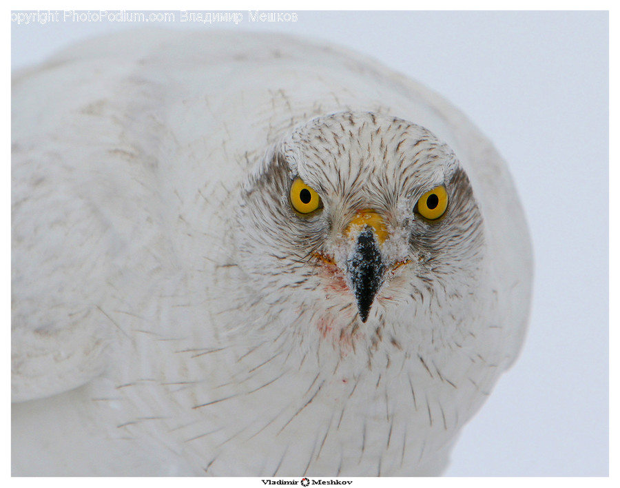 Animal, Beak, Bird, Buzzard, Hawk