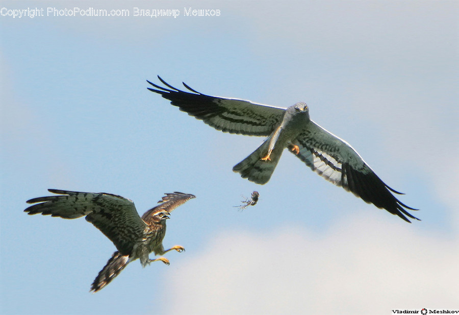 Animal, Bird, Buzzard, Hawk, Eagle