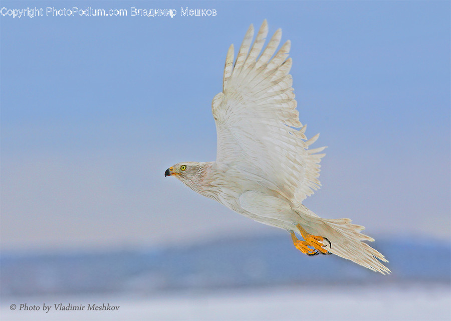 Animal, Bird, Dove, Pigeon, Eagle