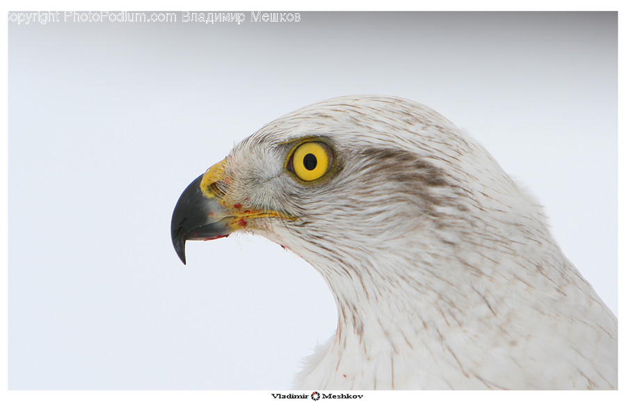 Animal, Beak, Bird, Buzzard, Hawk