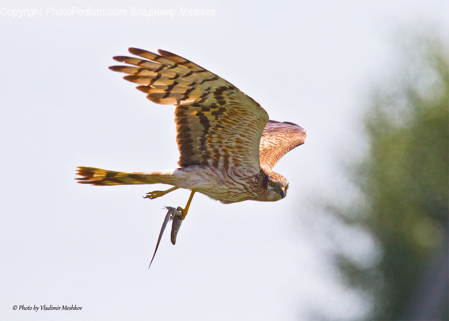 Animal, Bird, Hawk, Buzzard, Flicker Bird