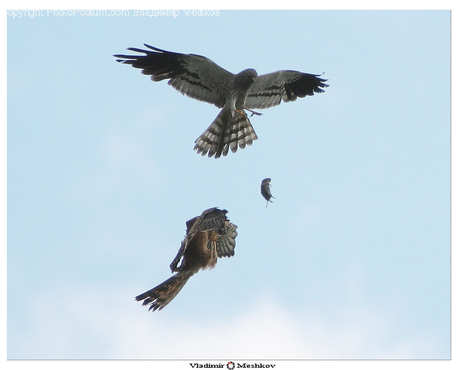 Animal, Bird, Buzzard, Hawk, Swallow