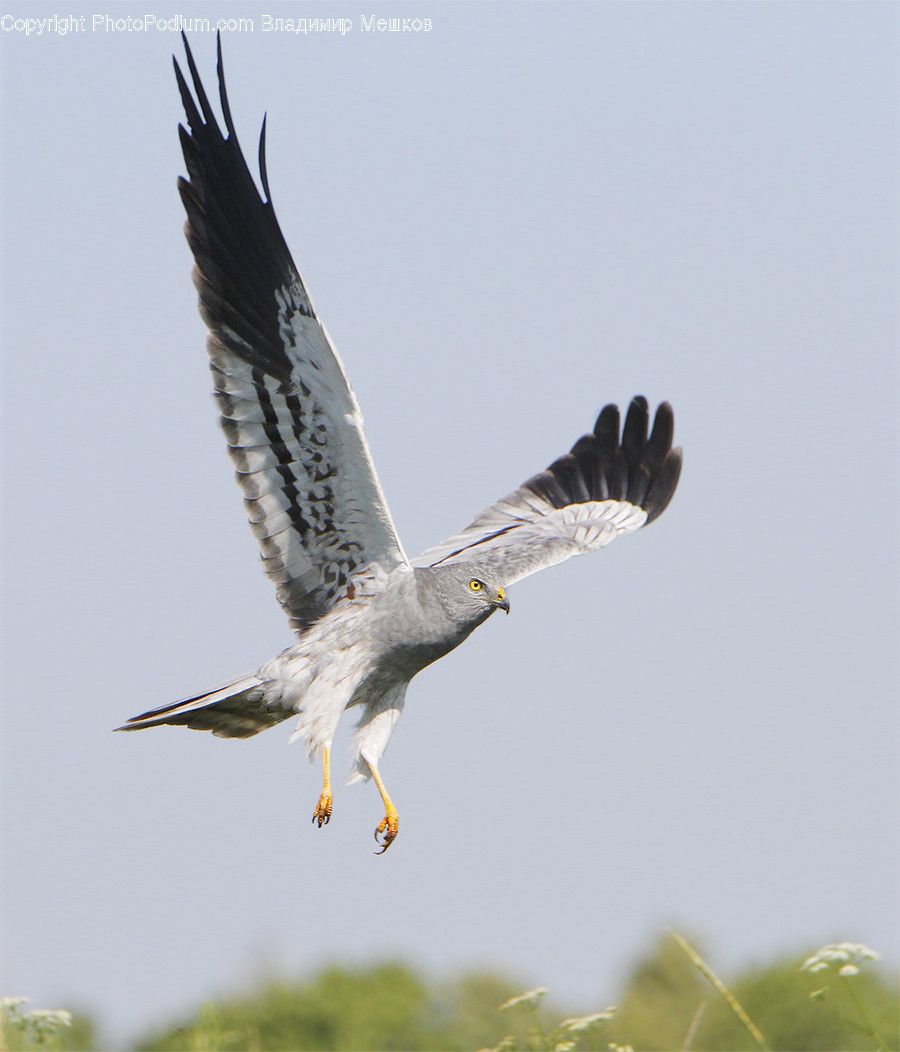 Animal, Bird, Hawk, Eagle, Buzzard