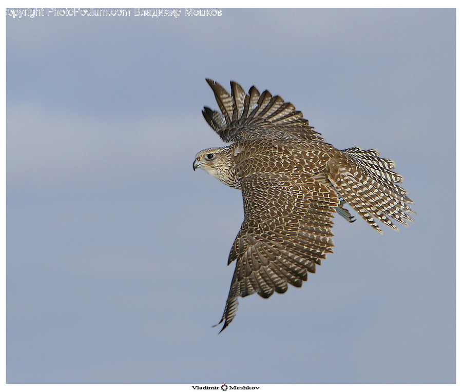 Animal, Bird, Buzzard, Hawk, Beak