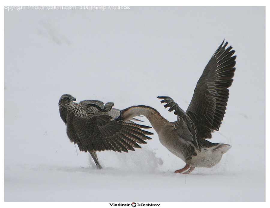 Animal, Bird, Buzzard, Hawk, Goose