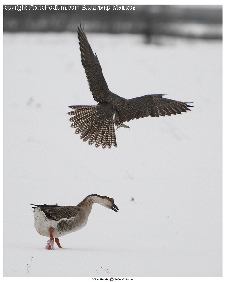 Animal, Bird, Goose, Waterfowl, Booby