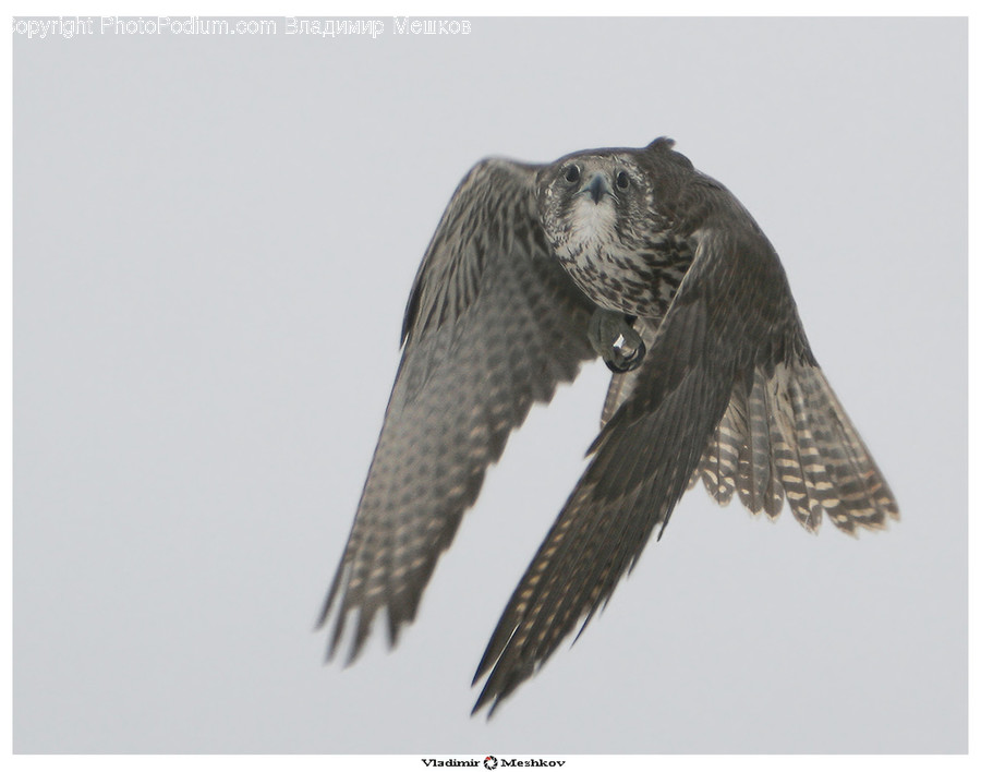 Animal, Bird, Buzzard, Hawk