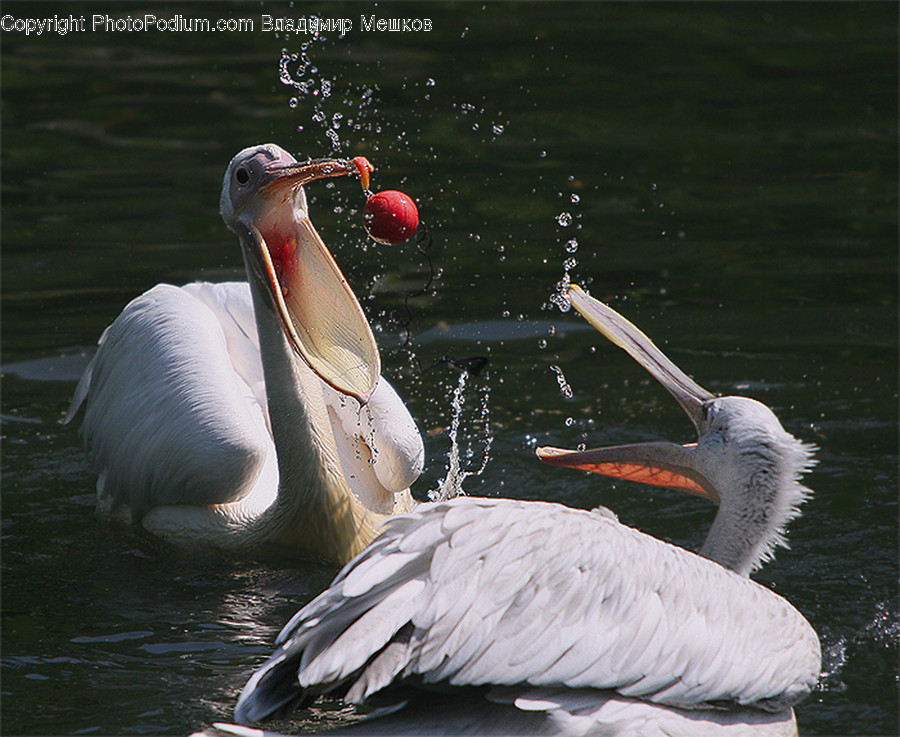 Animal, Bird, Pelican, Beak, Ardeidae