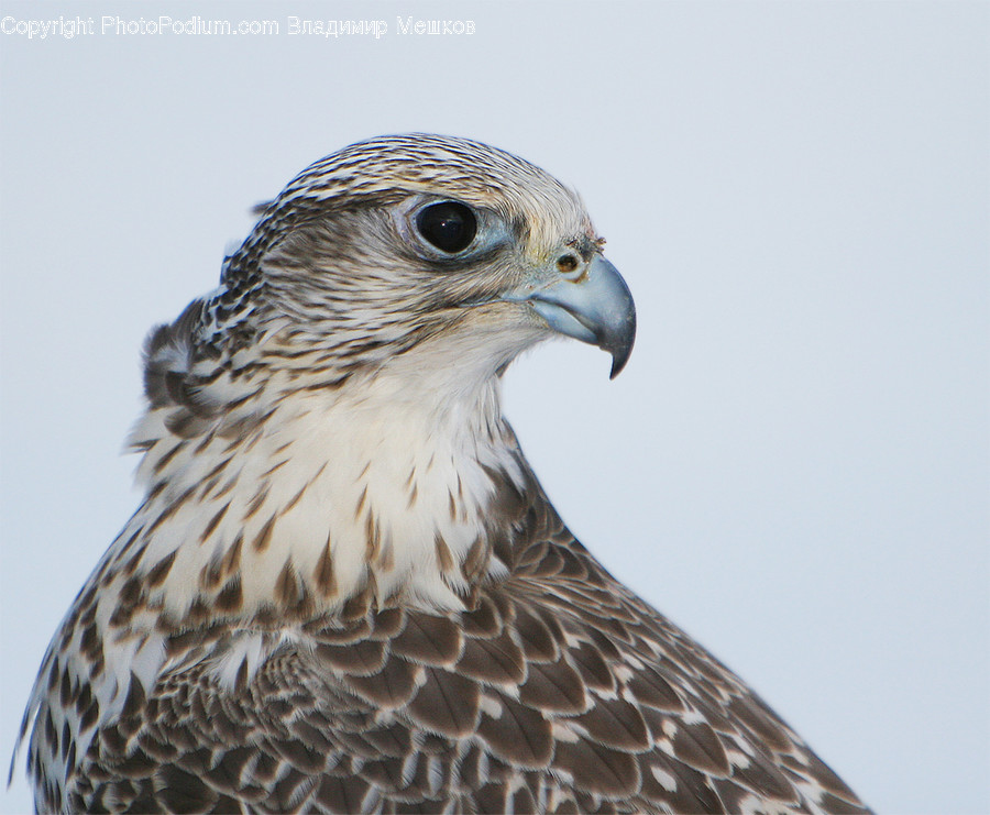 Animal, Bird, Hawk, Buzzard, Beak