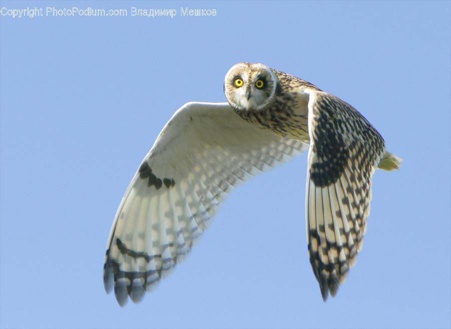 Animal, Bird, Buzzard, Hawk, Dove