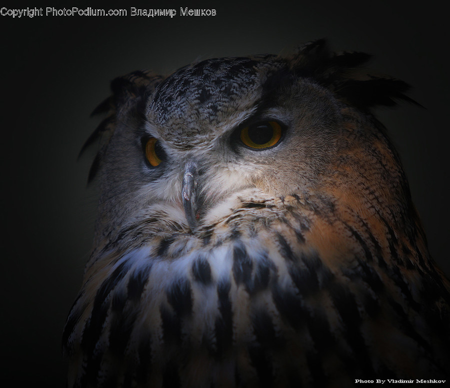 Animal, Beak, Bird, Buzzard, Hawk