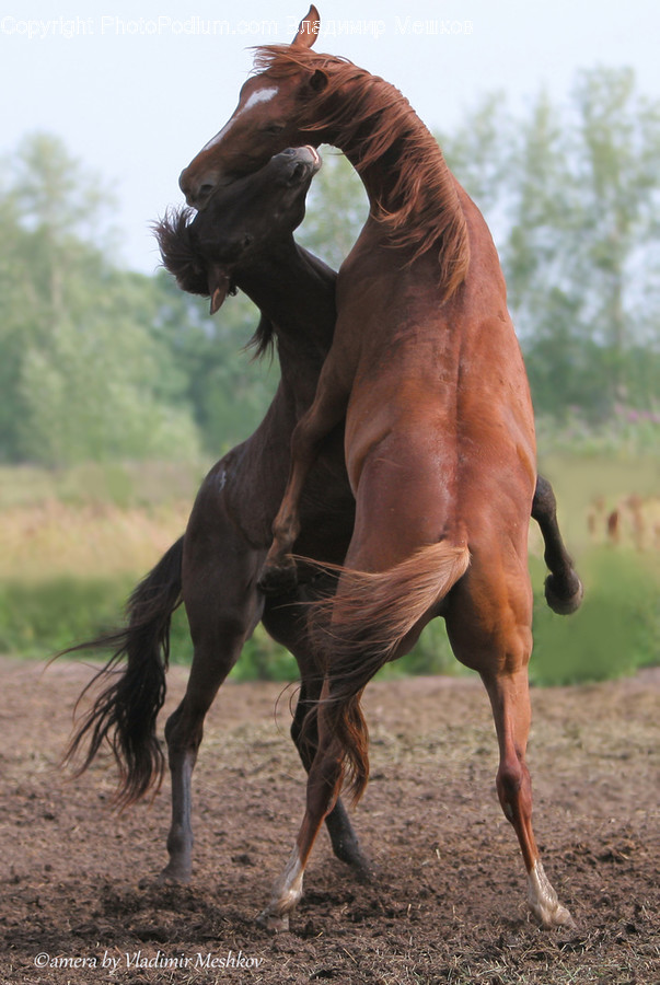 Animal, Foal, Horse, Mammal, Colt Horse