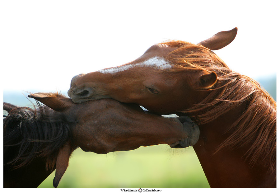 Animal, Bongo, Mammal, Wildlife, Foal